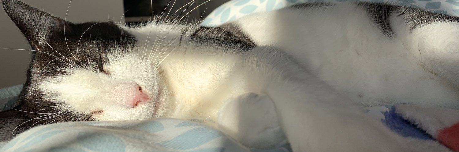 Papou de Vivaldi 🐾's banner