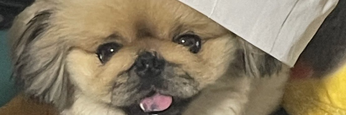 めがネコ(ペキニーズのコウちゃん)'s banner