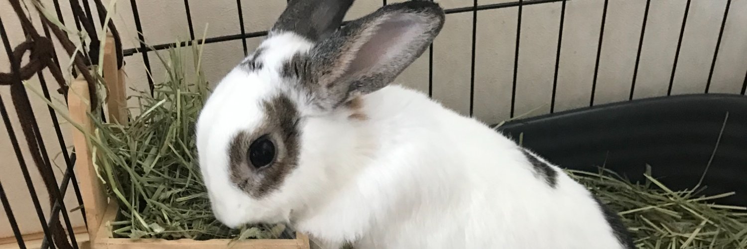 VENUS 世界基準のうさぎの飼い方ガイド's banner
