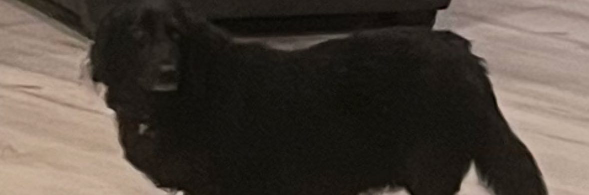 BLVNKSPVCE's banner