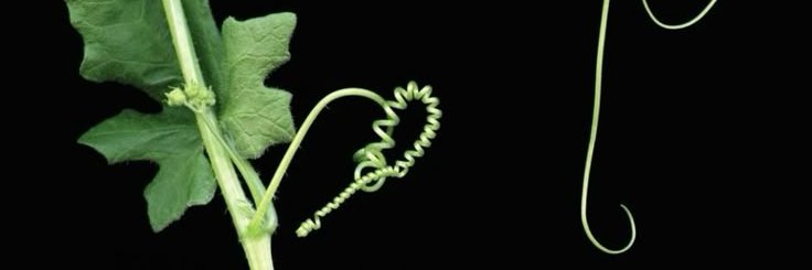 Lana Belém's banner