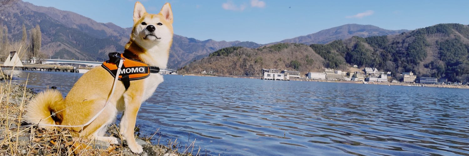 我不是你想象中的那只🐻's banner