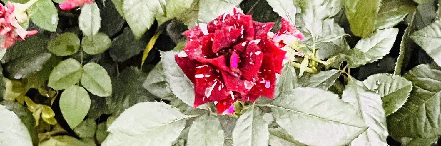 ⨳𝓟𝑇ℋ𝓐𝓝⨳'s banner