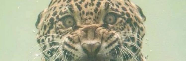 MrTestoestrogen's banner