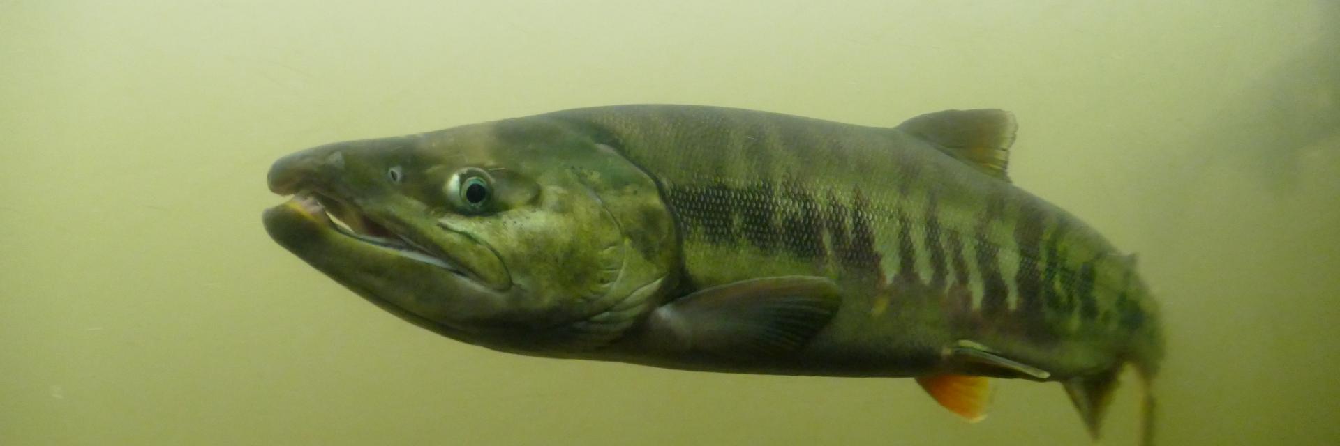 標津サーモン科学館 Shibetsu Salmon Museum's banner