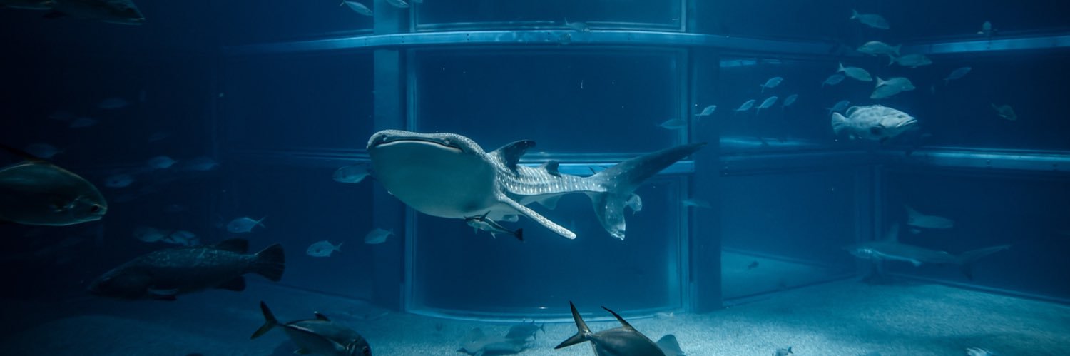銀鏡つかさ/水族館写真家's banner