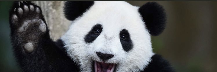 🌱🐼's banner