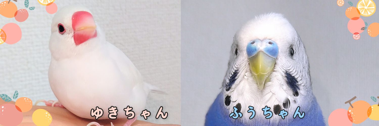だいぽん ( 文鳥とセキセイインコとオカメインコの飼い主さん ) うちの白文鳥's banner