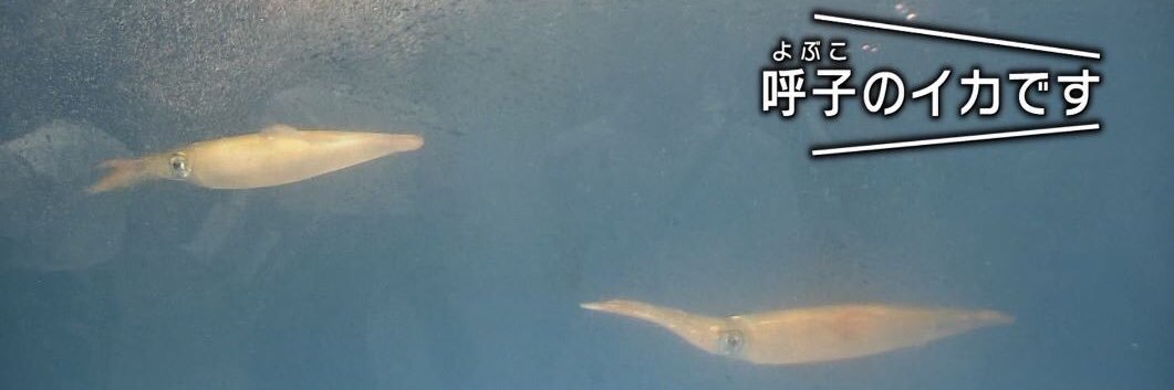 呼子さん's banner