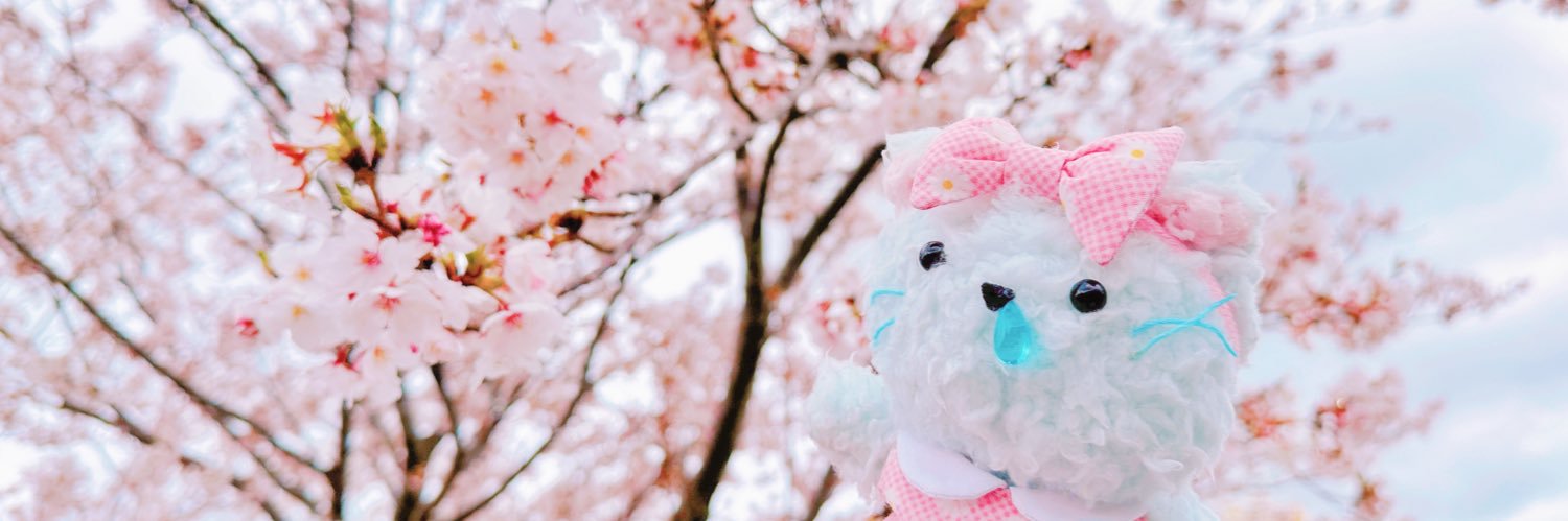 花柚🌷🩵's banner