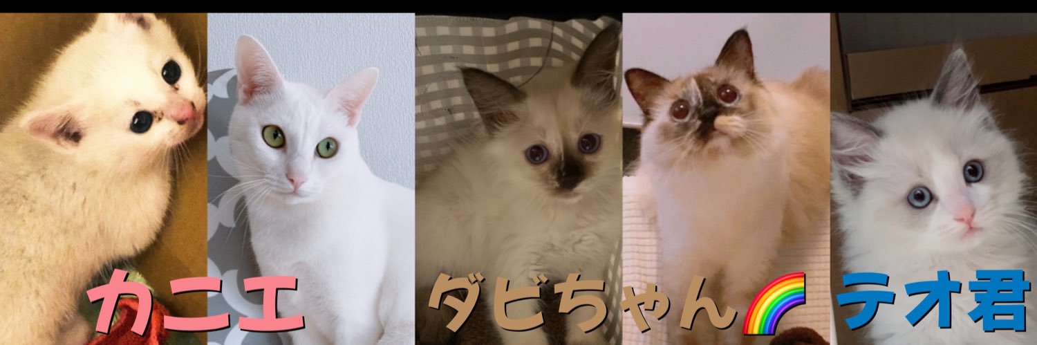 【成長日記】子猫　カニエ/テオ's banner
