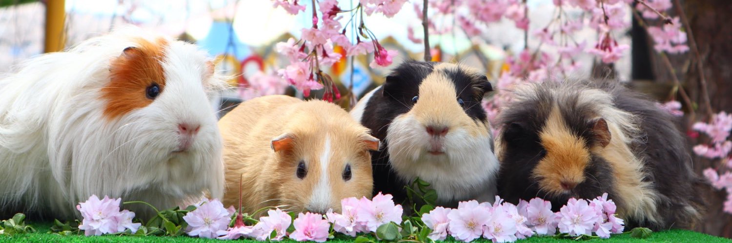 長野市城山動物園【公式】's banner
