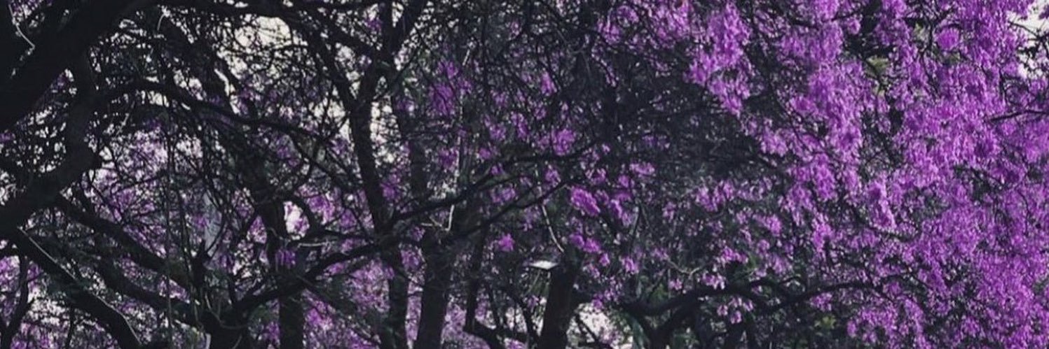 شروق حلي's banner