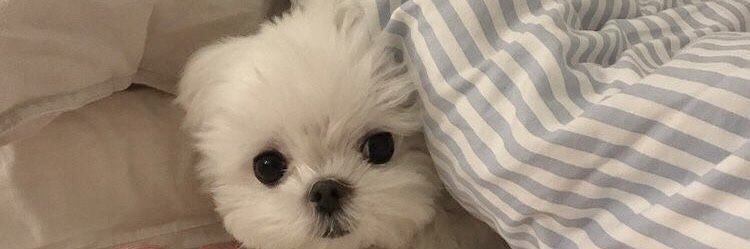 큥베리 | Grace 💫's banner