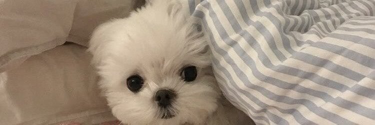 큥베리 | Grace 💫's banner