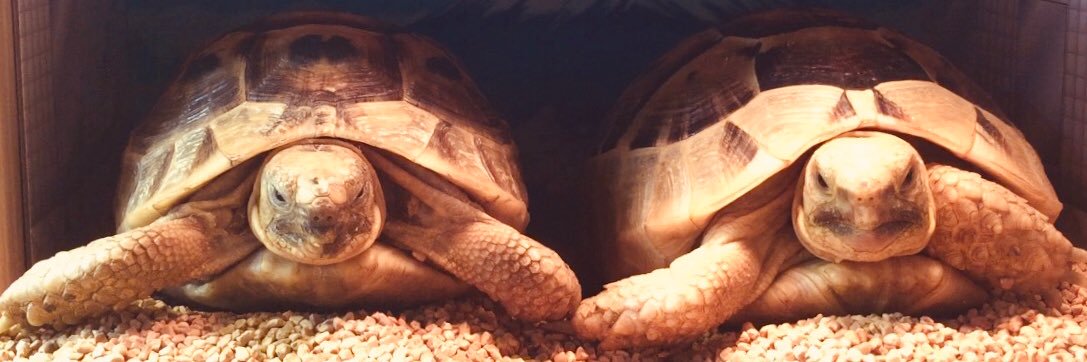 🐢お世話係🐢's banner