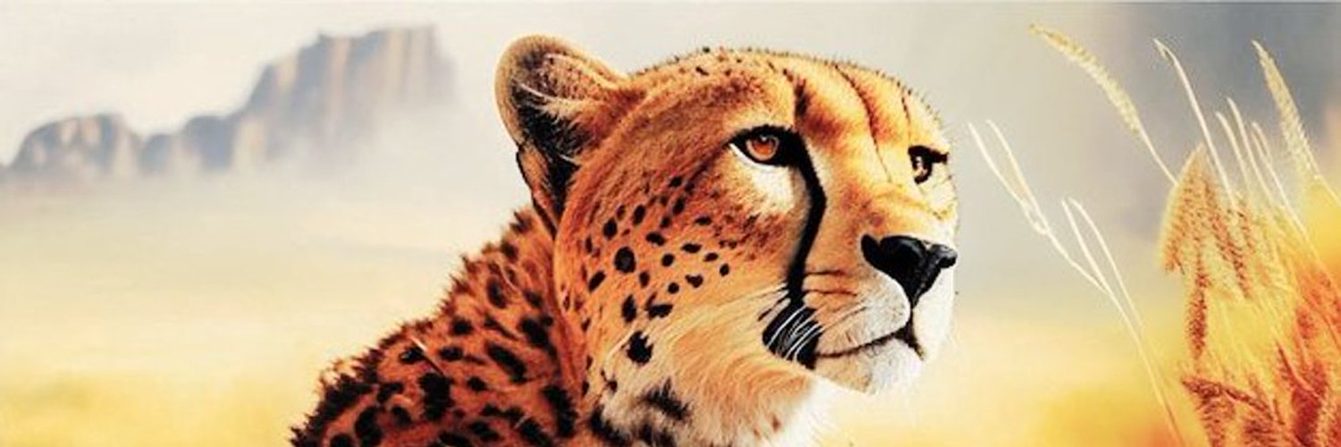 Bruno  ברונו's banner