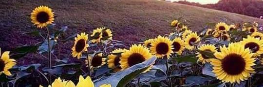 Athena Menegazzo 🏹's banner