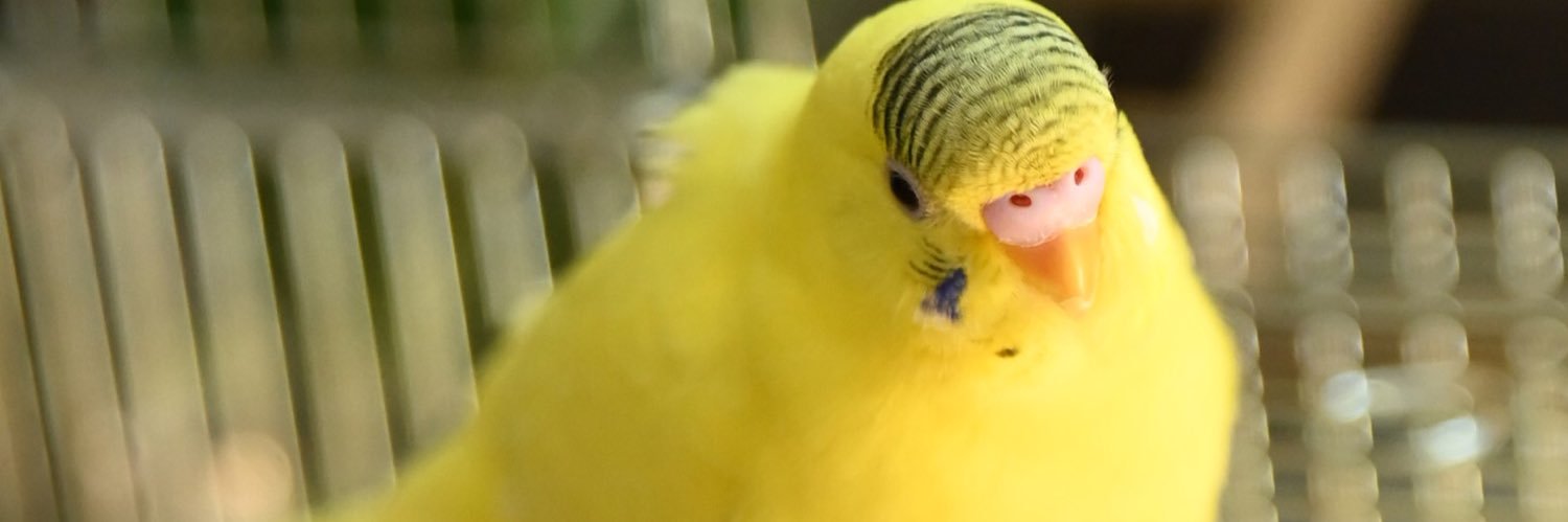 おかかちゃん🐤💨's banner