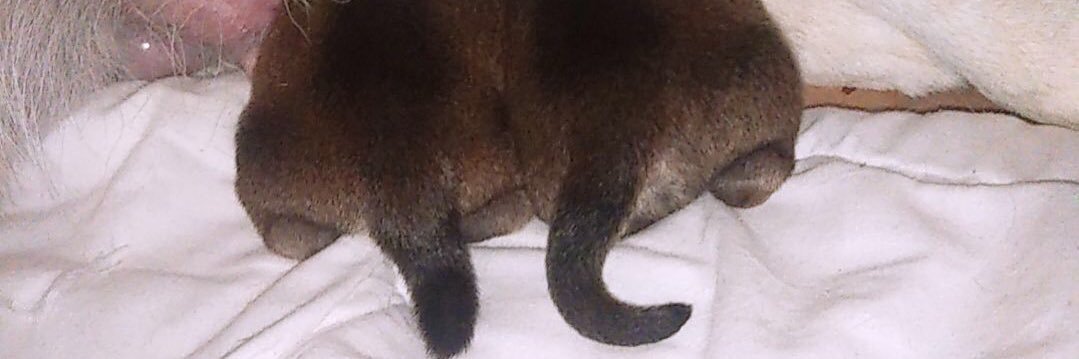 柴犬ごまきなあんちゃん's banner