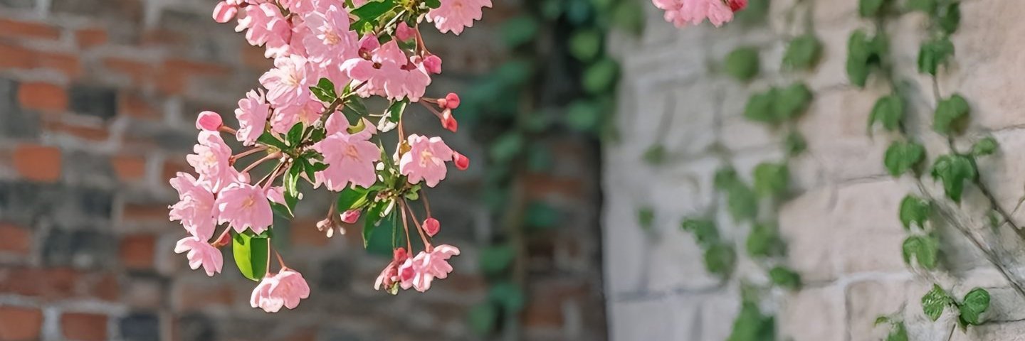 Dream's banner