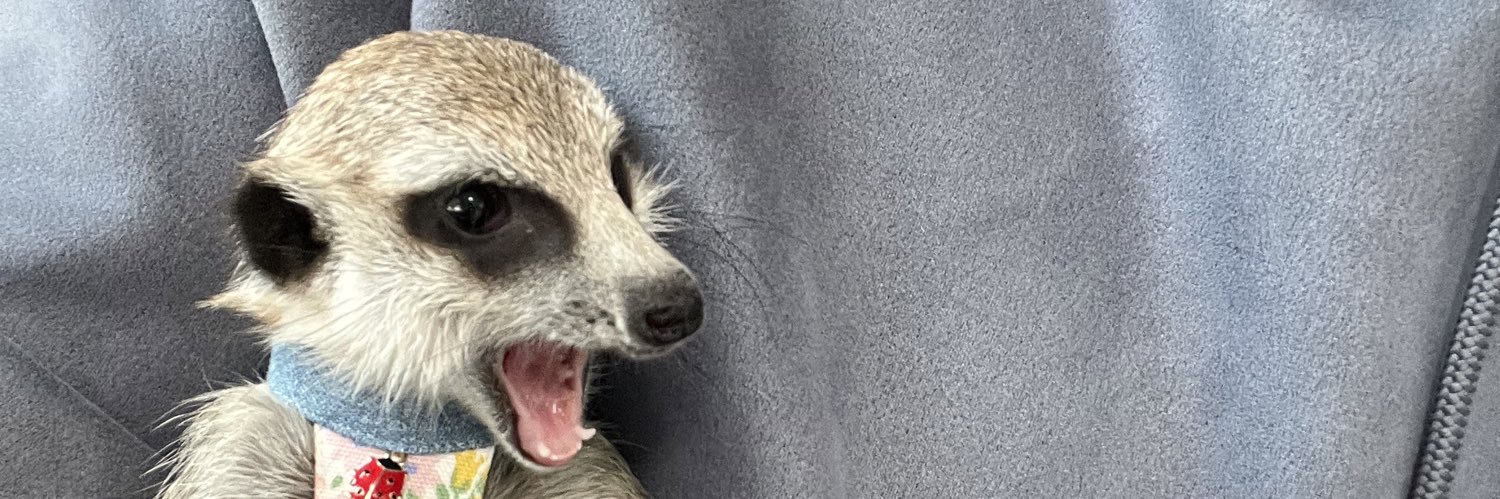川原翔太（かわてぃ）🐿️'s banner