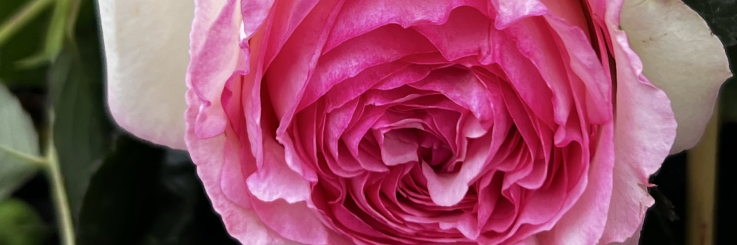 Cathy Z's banner