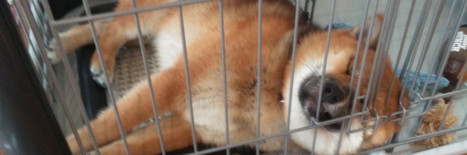 柴犬おにぎり🍙's banner