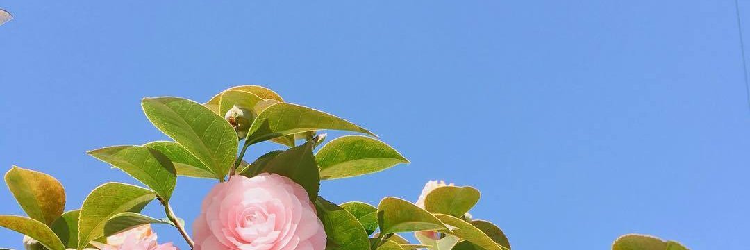 00000's banner