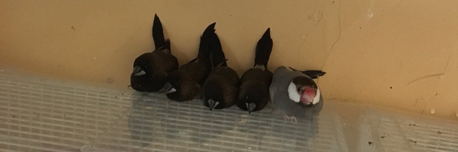 小鳥レスキュー隊の隊長's banner