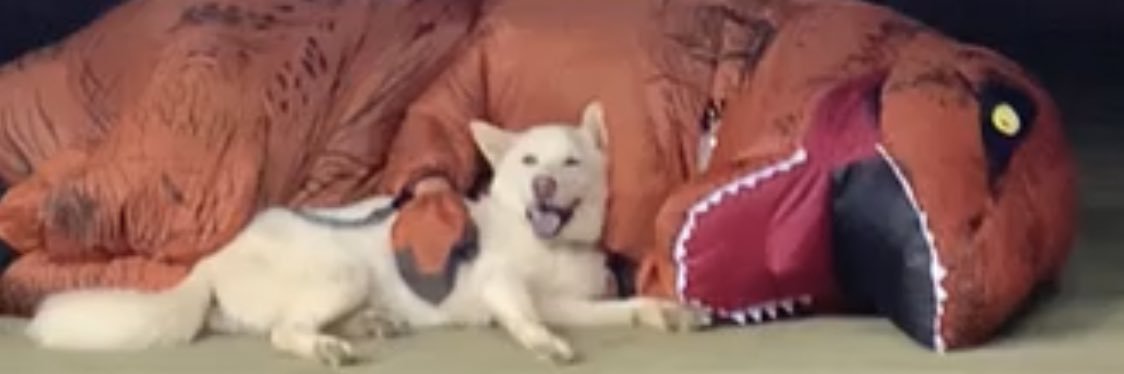 わいてぃーず 恐竜と犬's banner