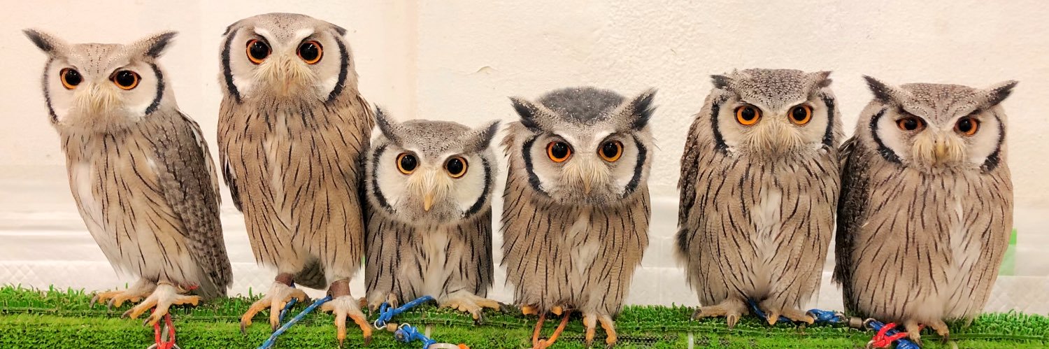 OWLCAFE-フクロウのみせ月島 【公式】's banner