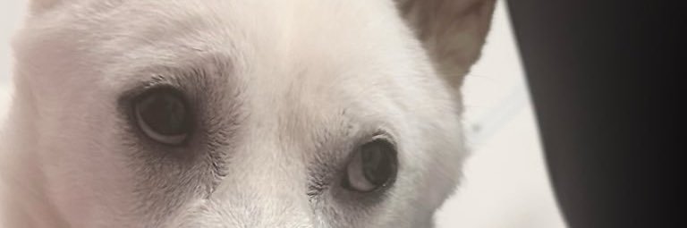 柑橘めたる's banner