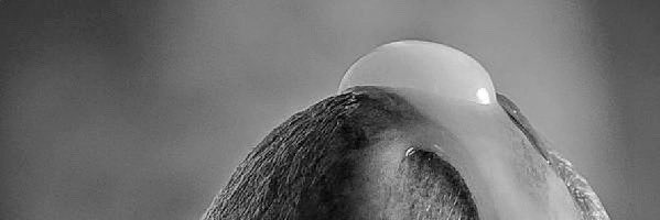 公零's banner