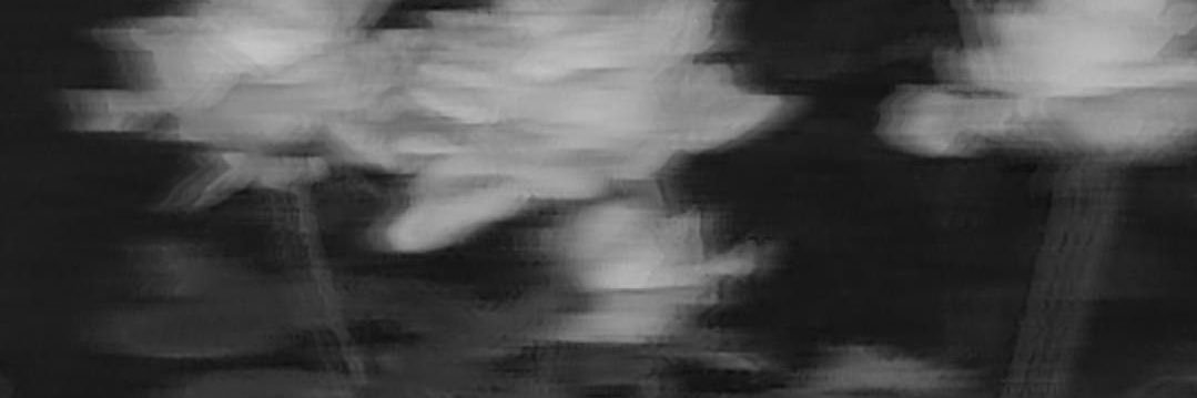 🕊's banner