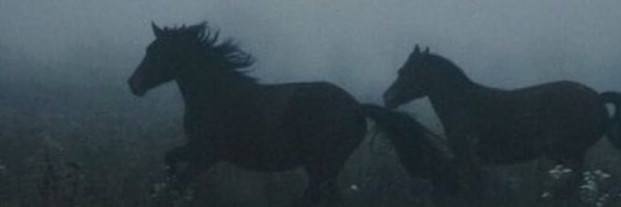Beyza🦋's banner