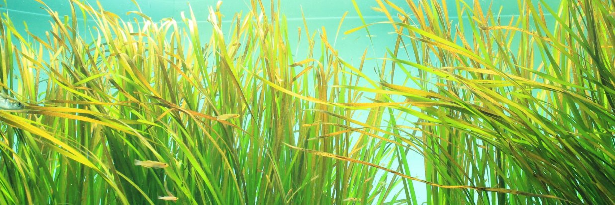 葛西臨海水族園［公式］'s banner
