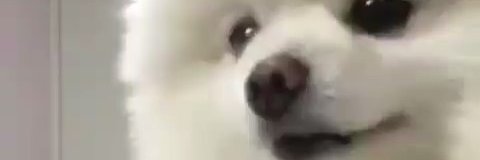 激かわ動物's banner