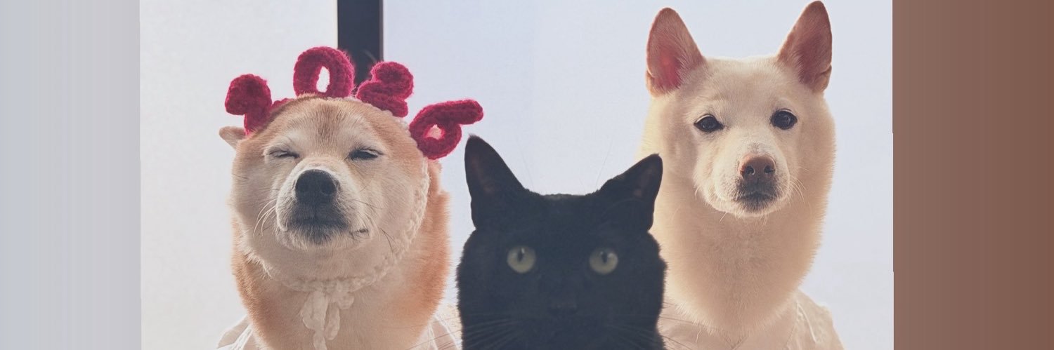 柴犬こた&りん　黒猫ちゅ〜　超公式🐤's banner