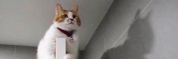 進撃のCat's banner