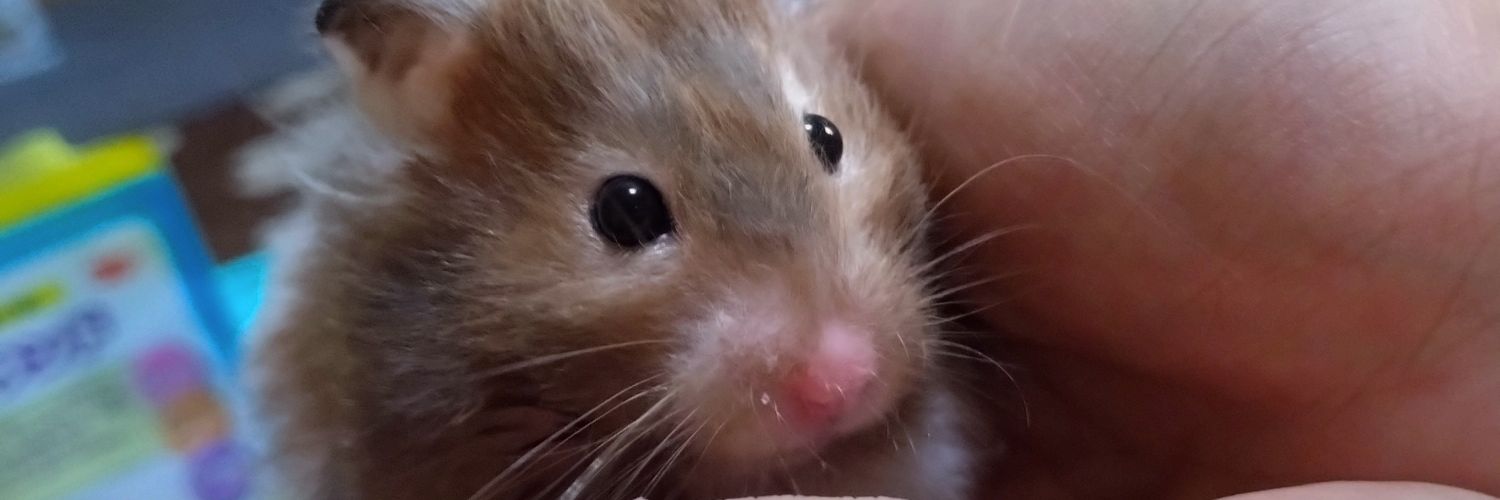 あみっち❤とちっちゃな🐹Chanズ✚🐶《ワン》's banner