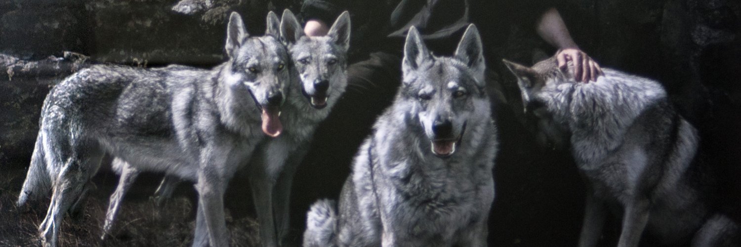 alex.korchynskiy's banner