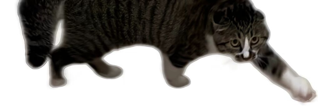 子不🐟怪力乱神's banner