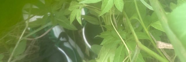 淼焱's banner