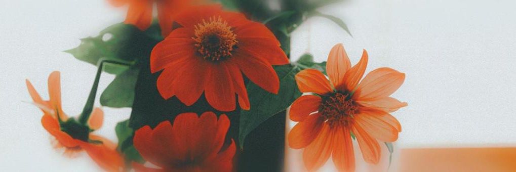 𝓢𝓱𝓪𝓻𝓾 ˙·٠•'s banner