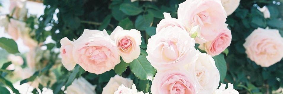 みゆき💐ずぼらガーデニング's banner