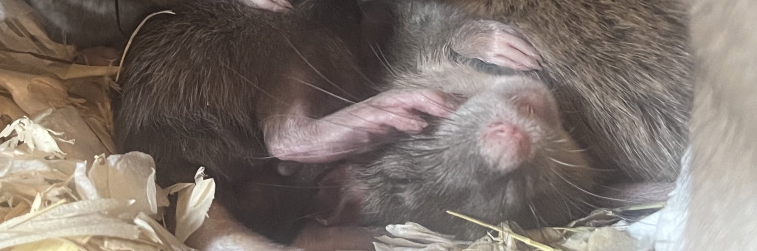 Aurora Rattery's banner