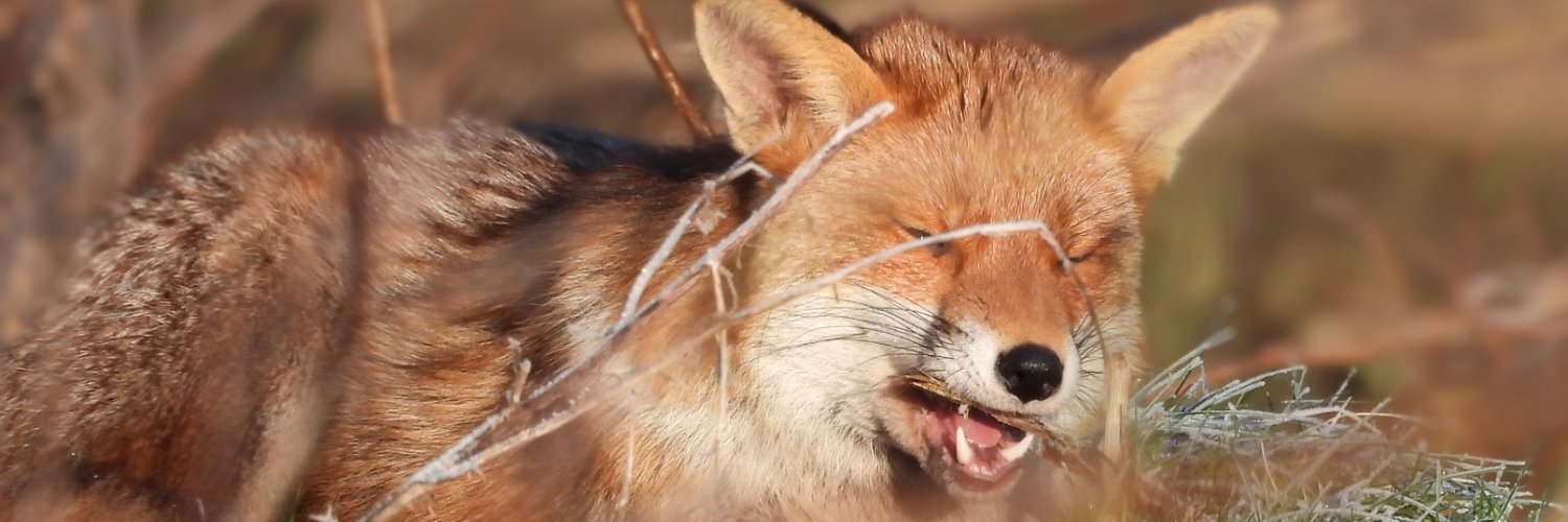 Bwarropics's banner