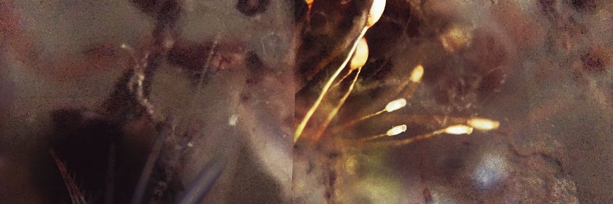 amelia ⎕'s banner