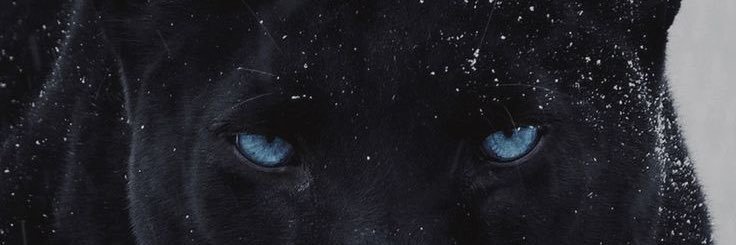 𝑀𝒶𝓃𝑜𝓃 ꨄ's banner